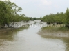 Sundarban creek