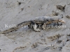 Sundarban monitor lizard
