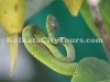 Sundarban snake
