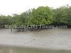 Sundarban tiger reserve