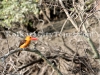Sundarbans kingfisher