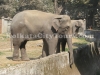 Elephant at Zoo, Kolkata