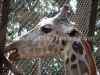 Giraffe at Zoological Garden, Kolkata