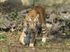Royal Bengal Tiger at Alipore Zoo, Kolkata