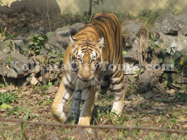 Zoological Garden | Kolkata City Tours