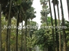Botanic garden, Shibpur