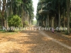 Botanic garden, Shibpur