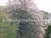 Cherry tree at Botanic Garden