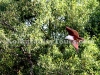 Brahminy kite at Sundarban