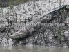 Sundarban crocodile