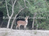 Sundarban deer