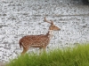 Sunderban deer