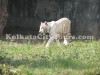 White Tiger at Alipur Zoo