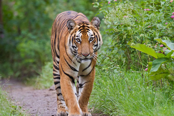 One day Sundarban tour from Kolkata